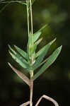 Bearded skeletongrass